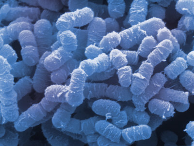 bactérie anaérobie