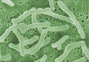 bactéries anaérobies