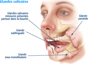 manque de salive glandes salivaires