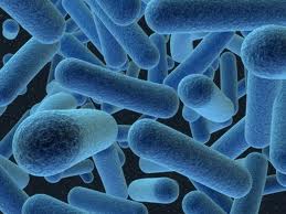 bactéries anaérobies